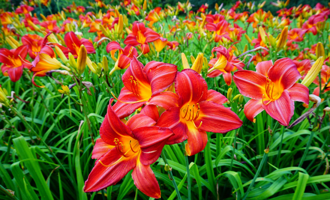 Flores comestíveis do gênero Hemerocallis