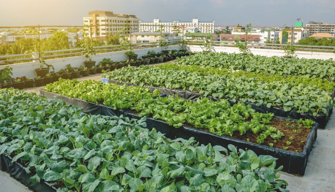 Horta urbana: o que é e como implantá-la