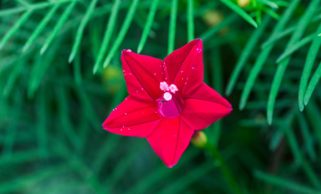 Flor de corda-de-viola