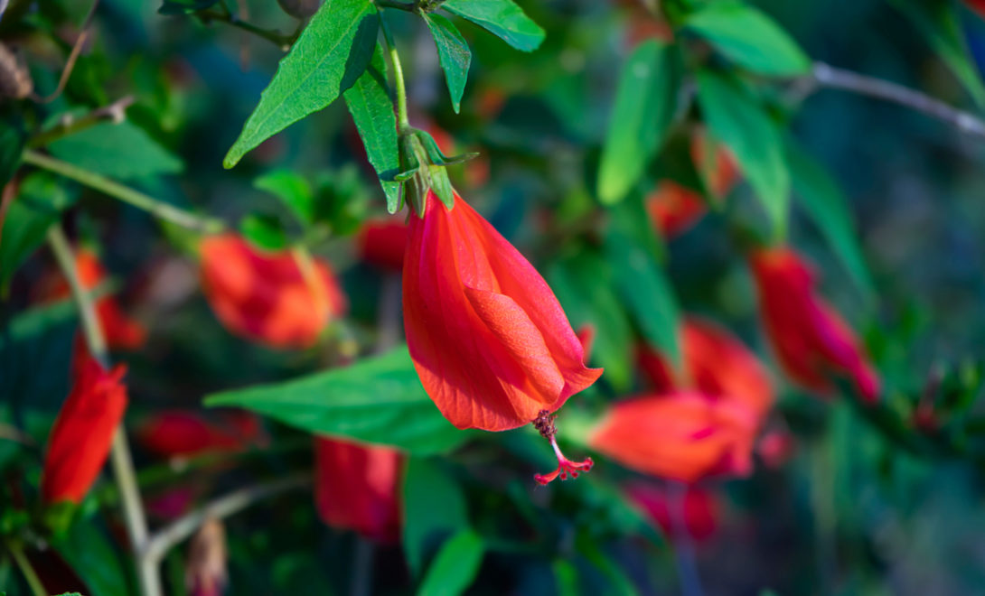 Flores comestíveis da espécie Malvaviscus arboreus