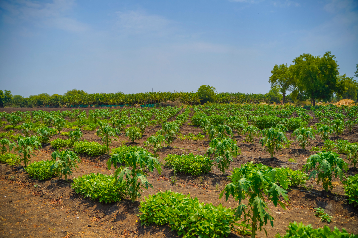 Área de plantio da fruta