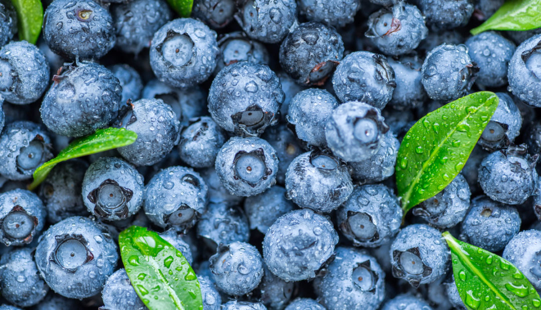 Mirtilo: conheça essa fruta, seus benefícios e como plantar