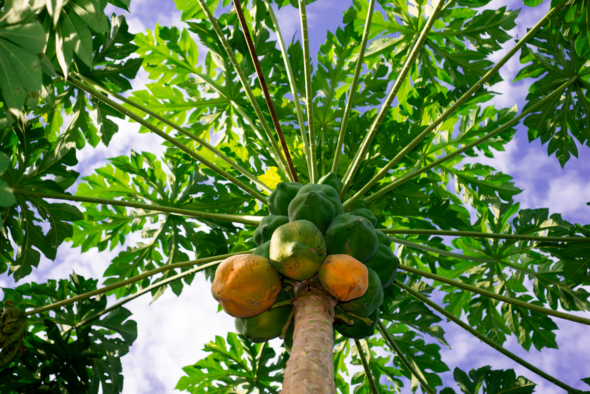 Cultivo do mamão características