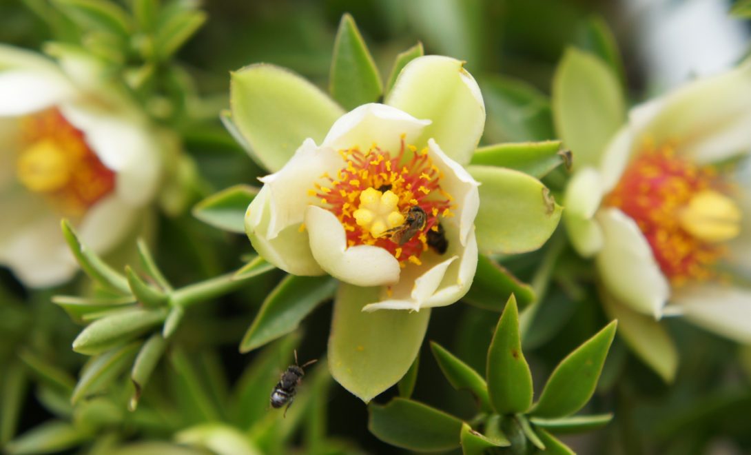 Flor de ora-pro-nobis
