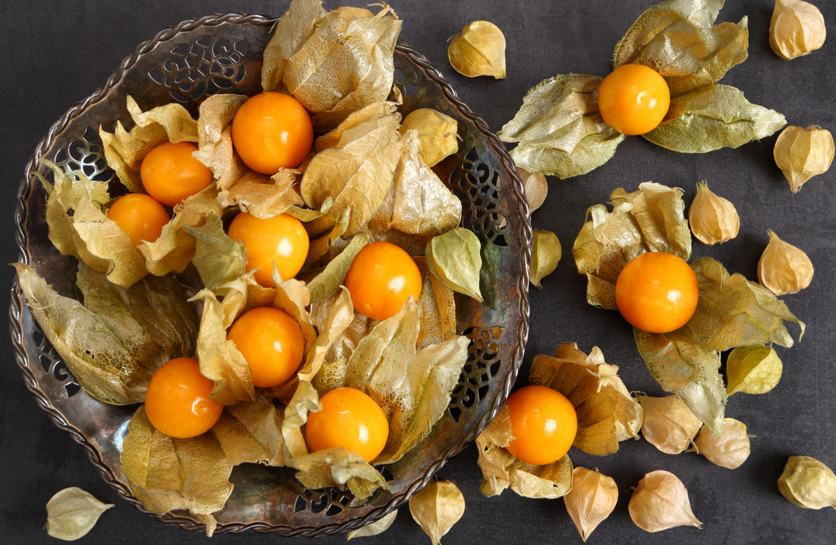 Benefícios da physalis ao organismo