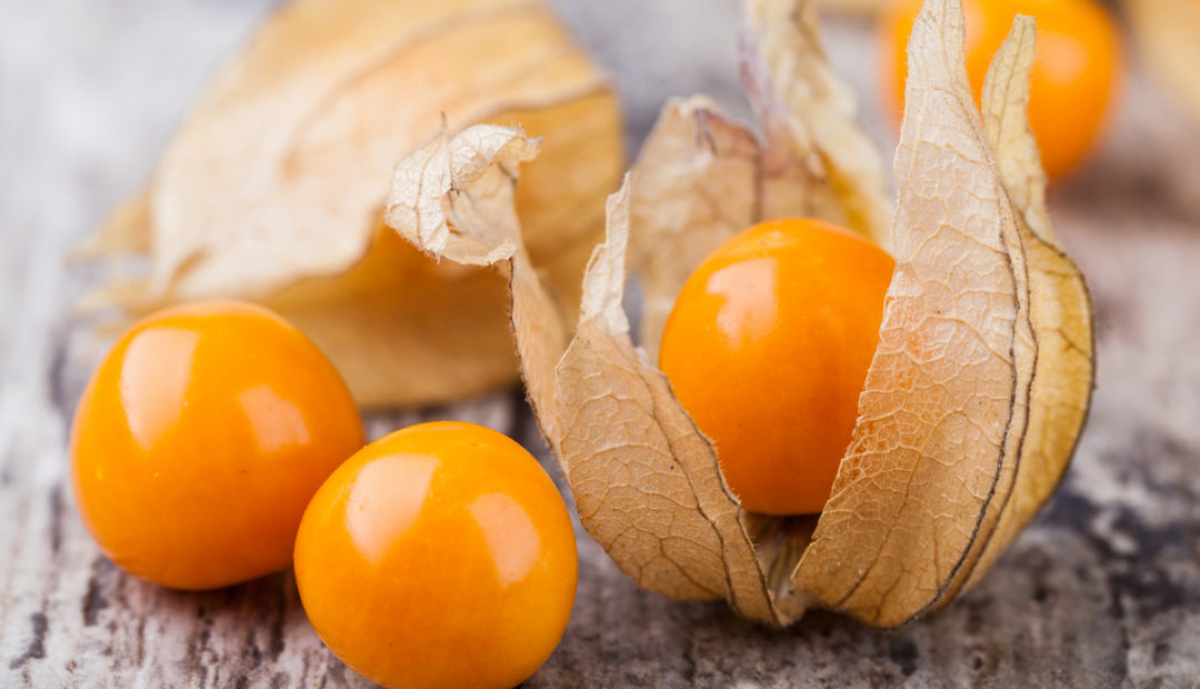 Physalis: veja como plantar e seus benefícios