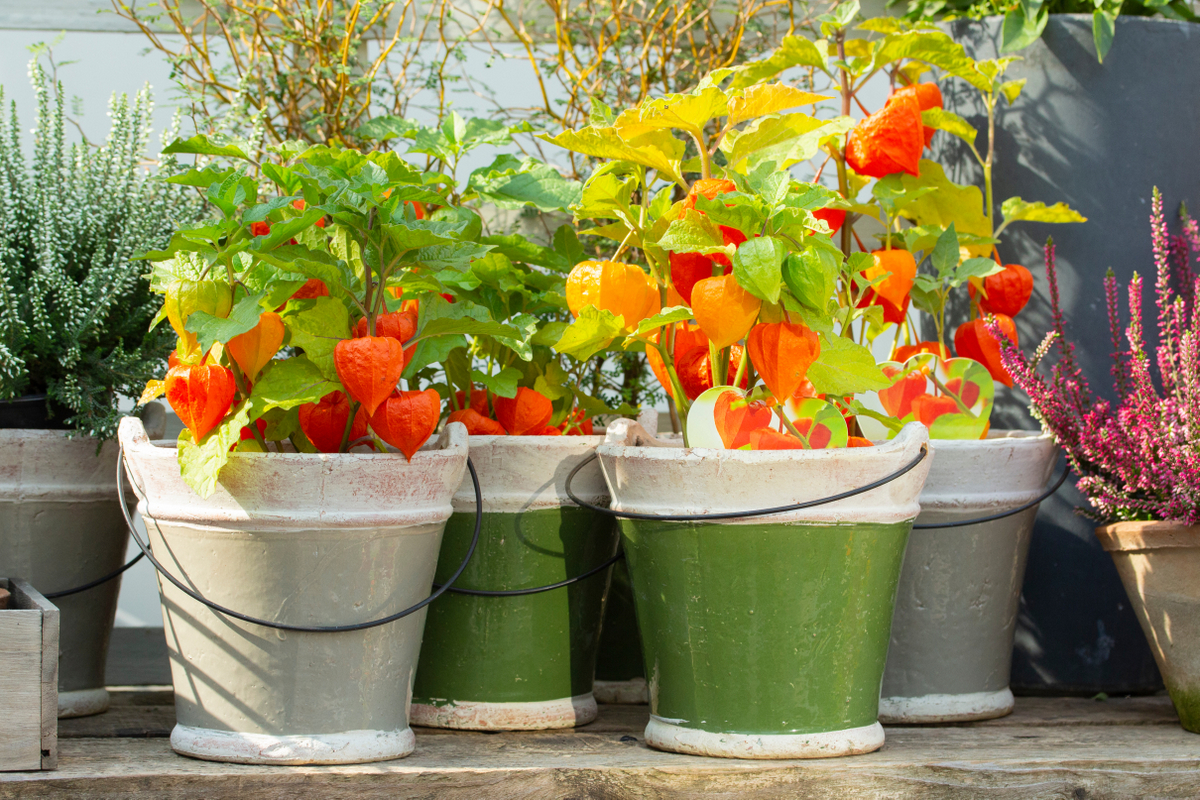 Plantio da physalis em vasos