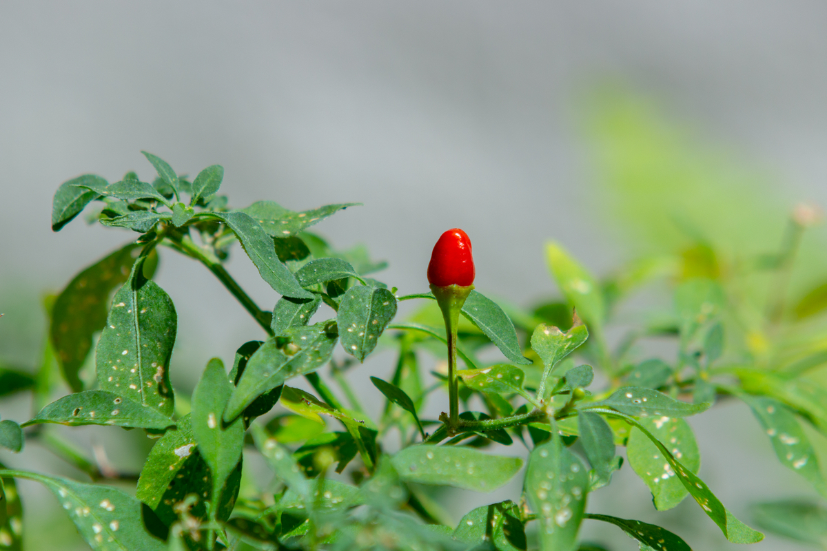 Pé de pimenta cumari