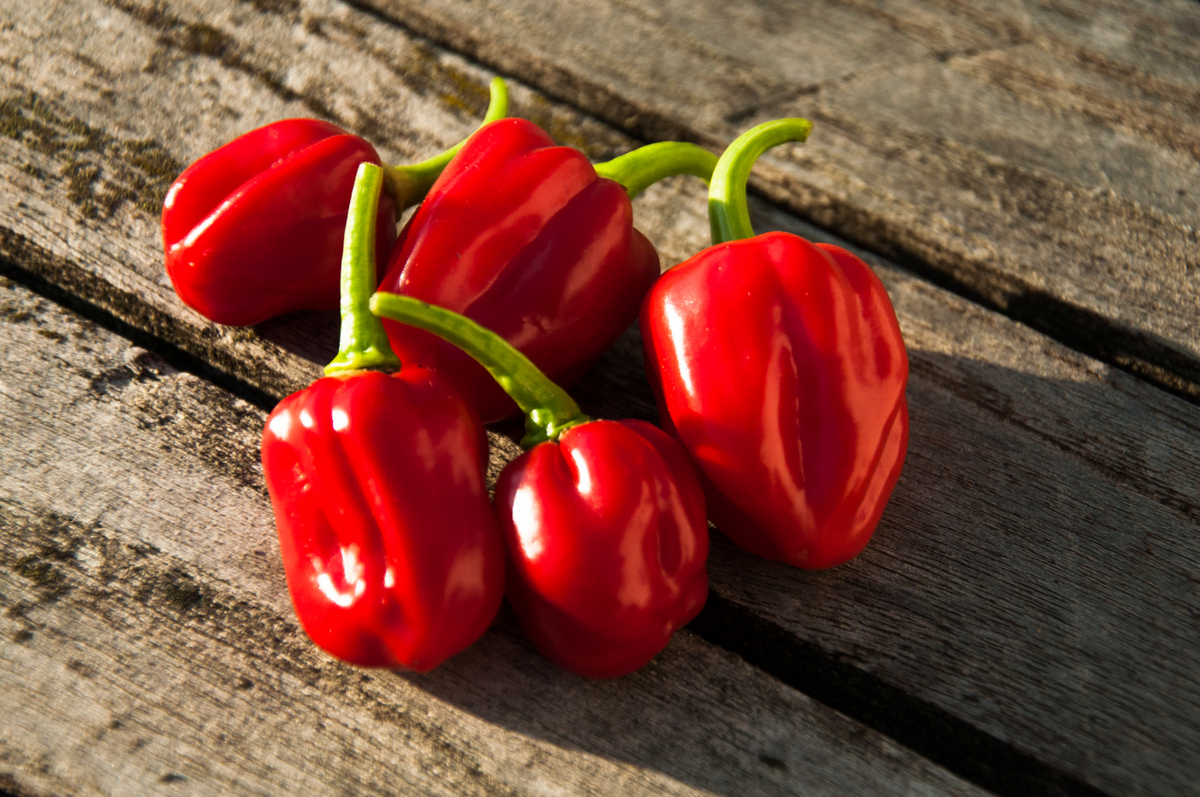 Pimentas habanero sobre mesa de madeira