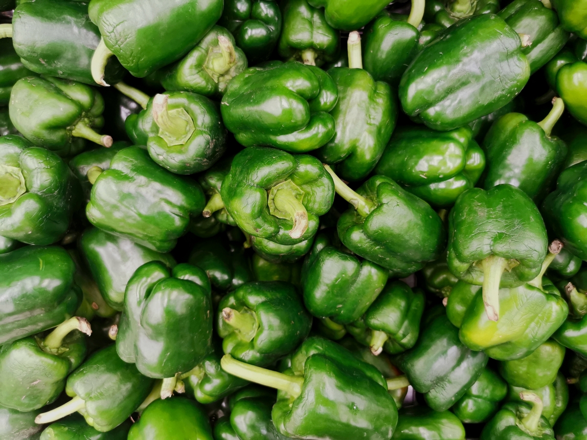 Características dos pimentões verdes