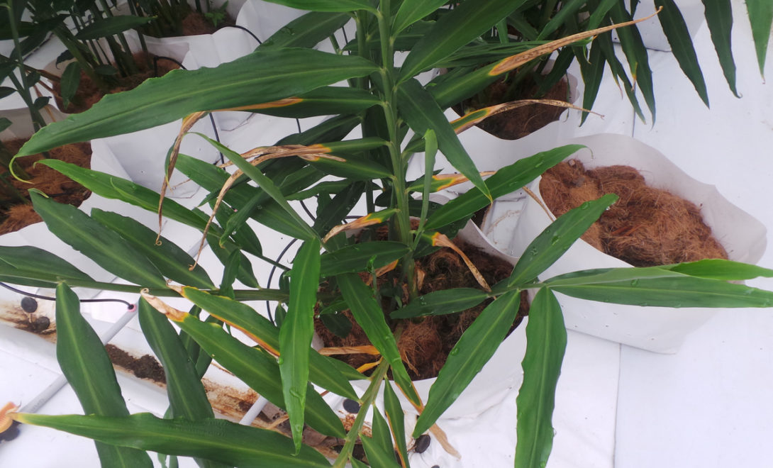 Plantas de gengibre cultivada em vasos