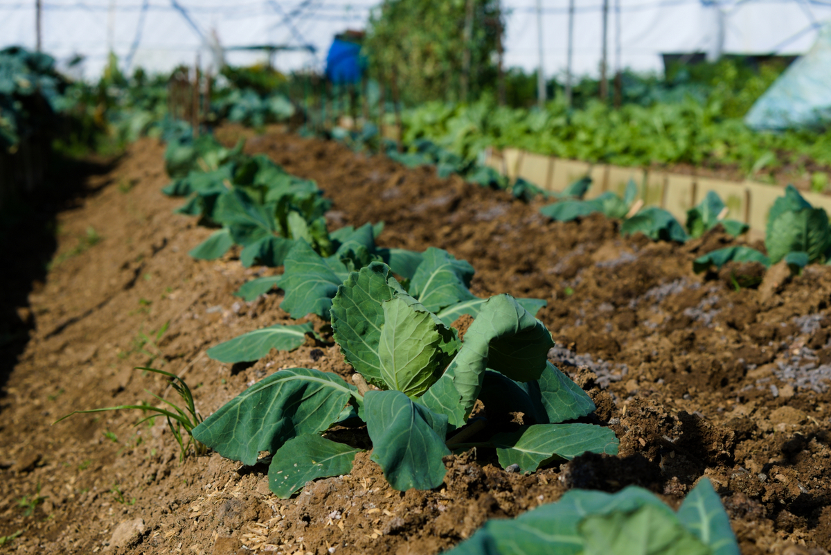 Canteiro com o cultivo de couve