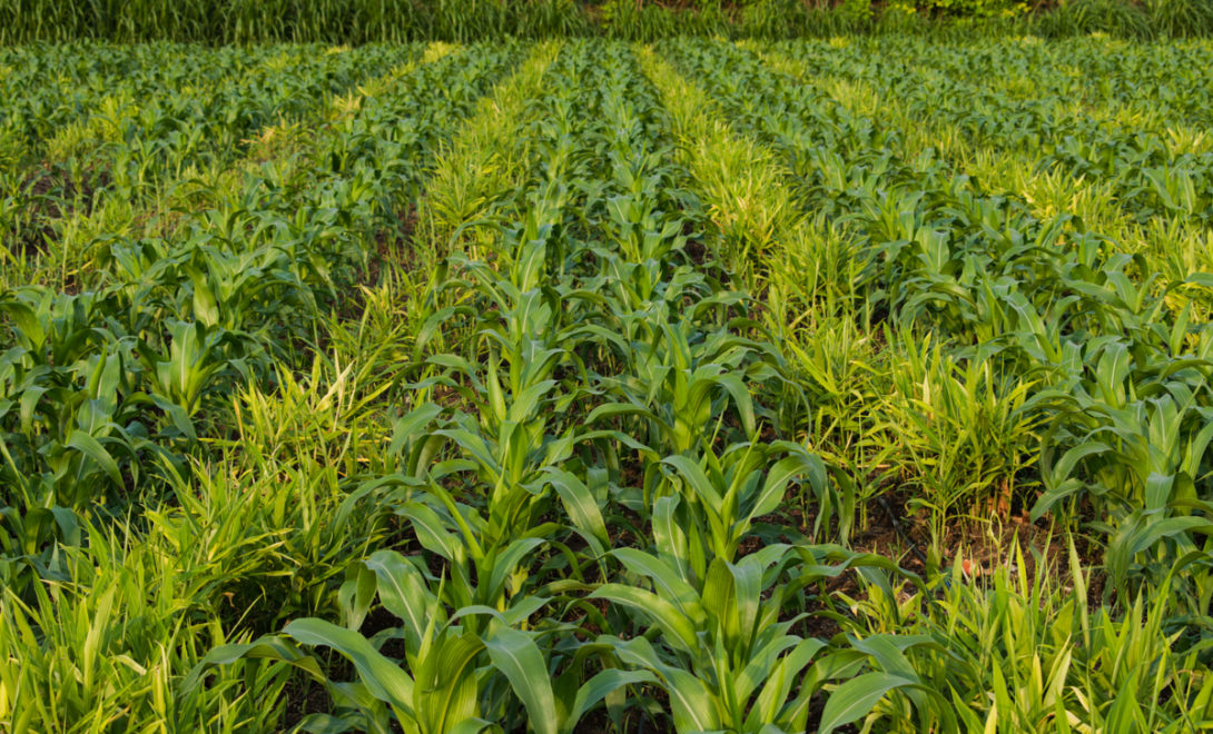 Área de cultivo consorciado de gengibre e milho