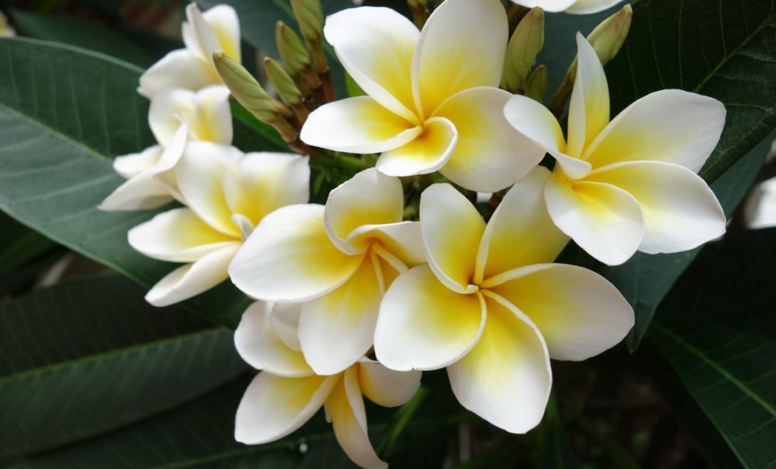 Flores comestíveis de Plumeria rubra