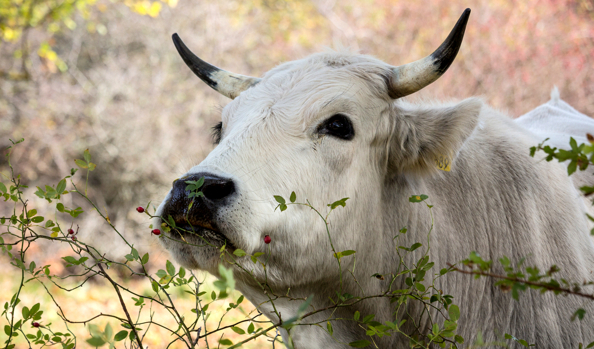 Animal da raça marchigiana adaptação