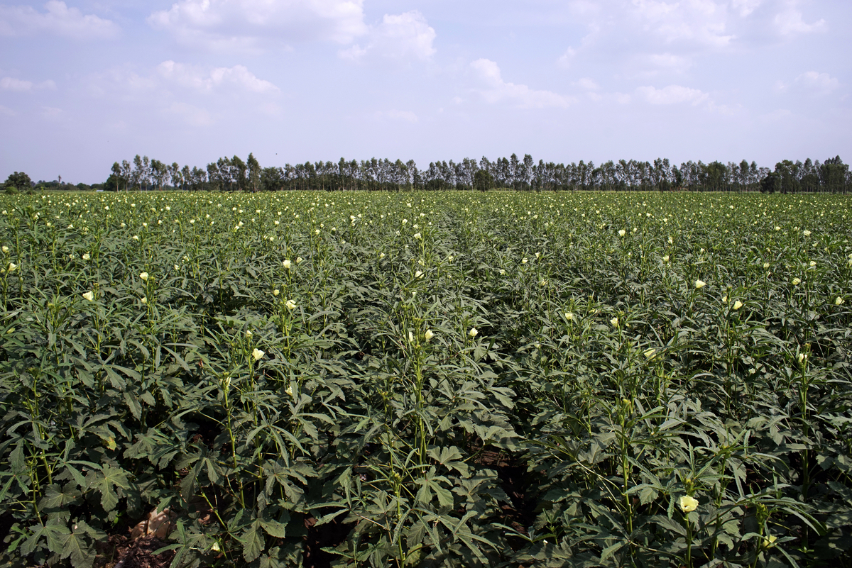 Área de cultivo de quiabo com grande extensão