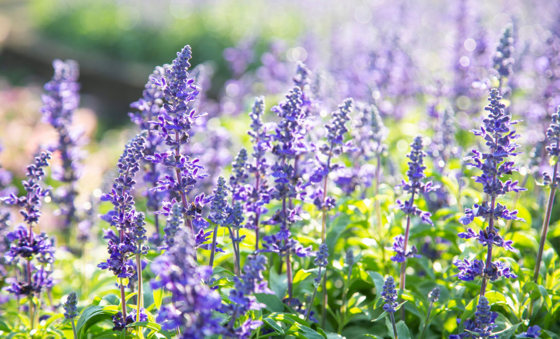 Flores de sálvia