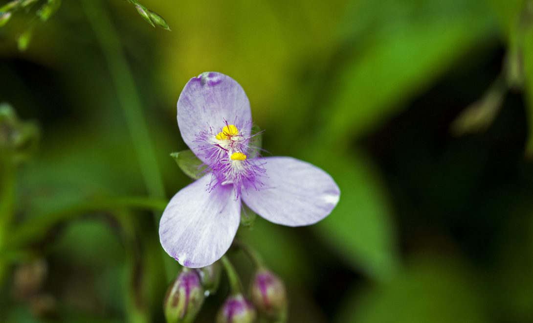 Flor de trapoeraba