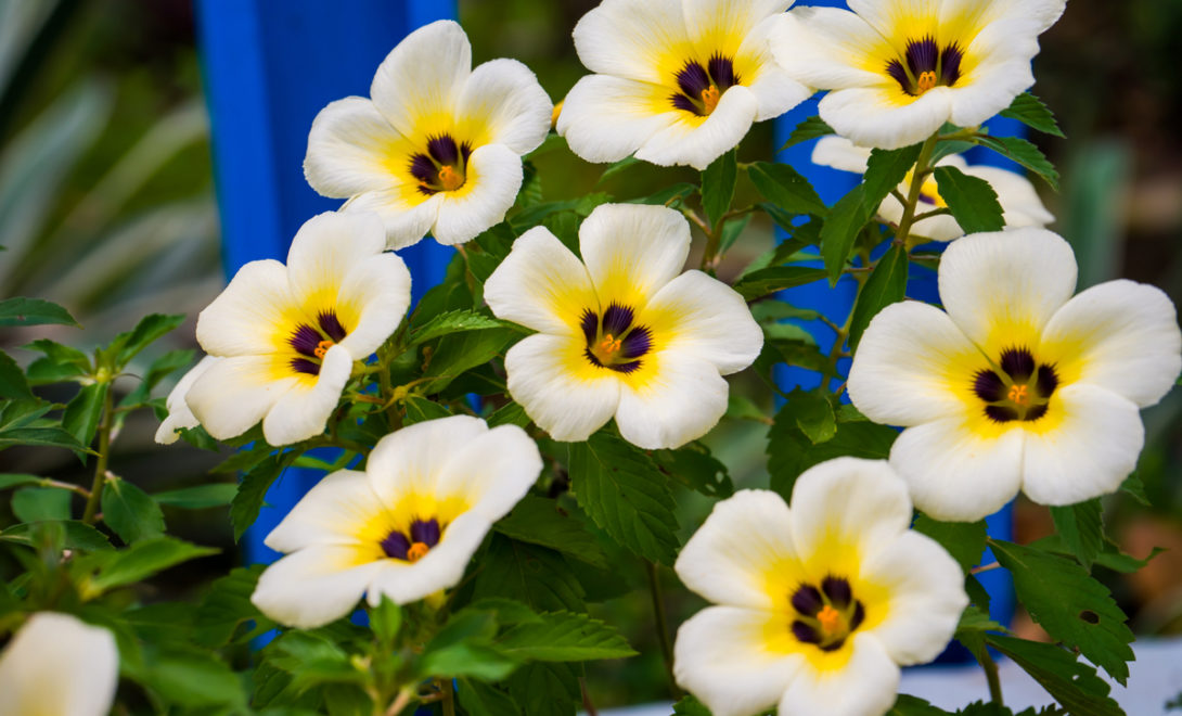 Flores de onze-horas
