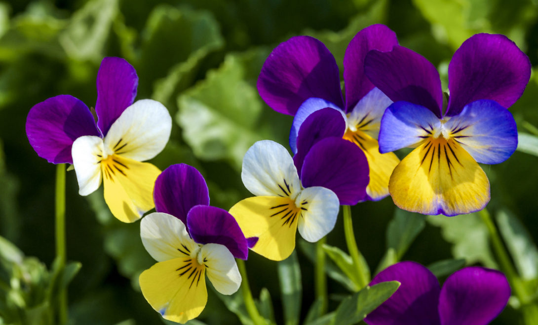 Flores de amor-perfeito