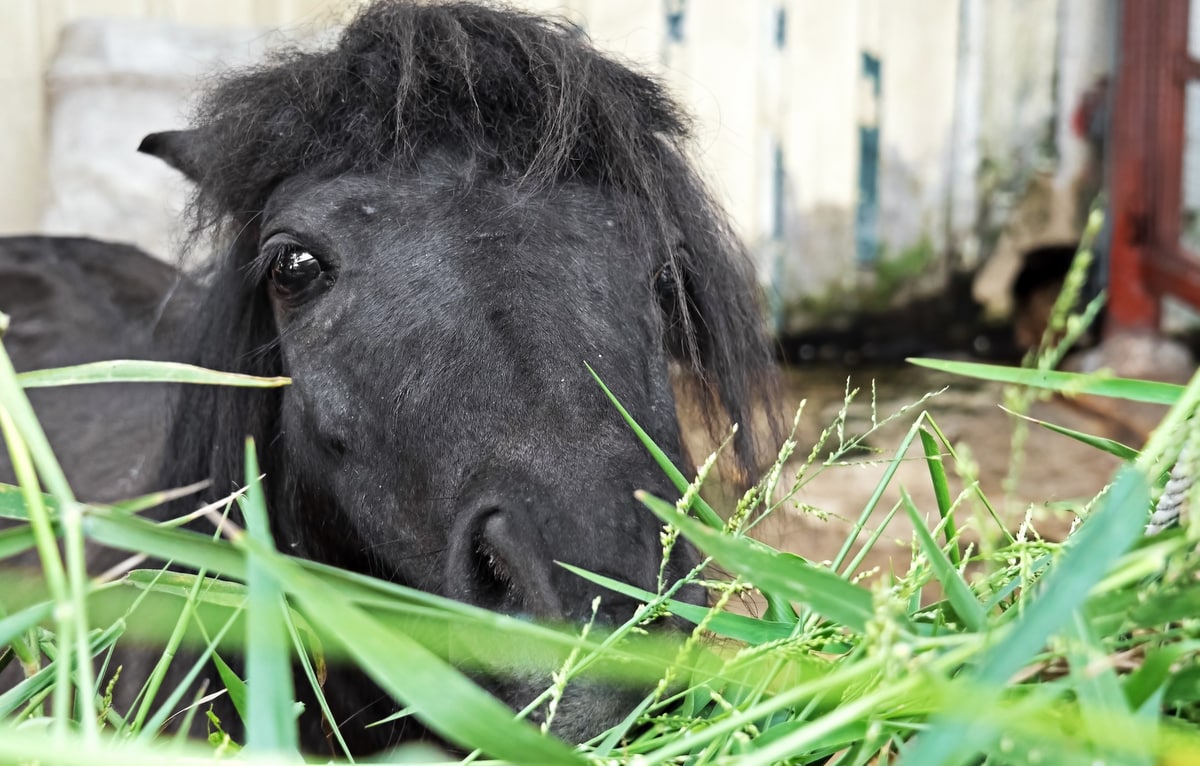 Cuidados com a alimentação dos mini horses