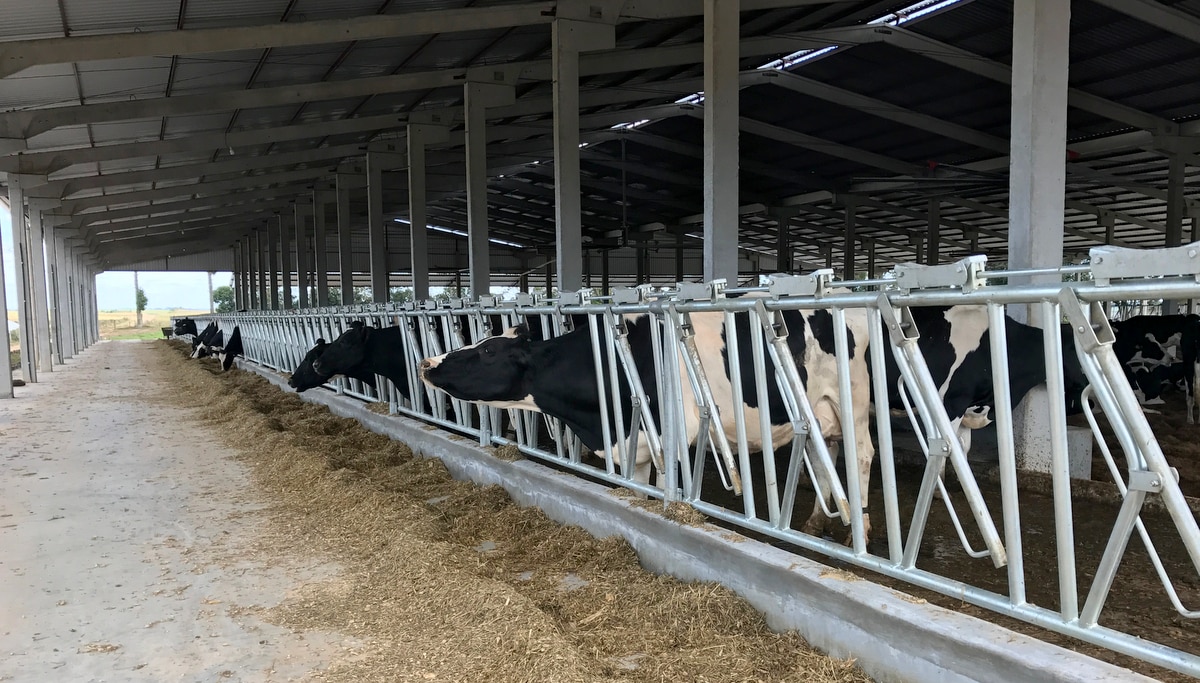 Na prenhez das vacas, cuidados com a ventilação.