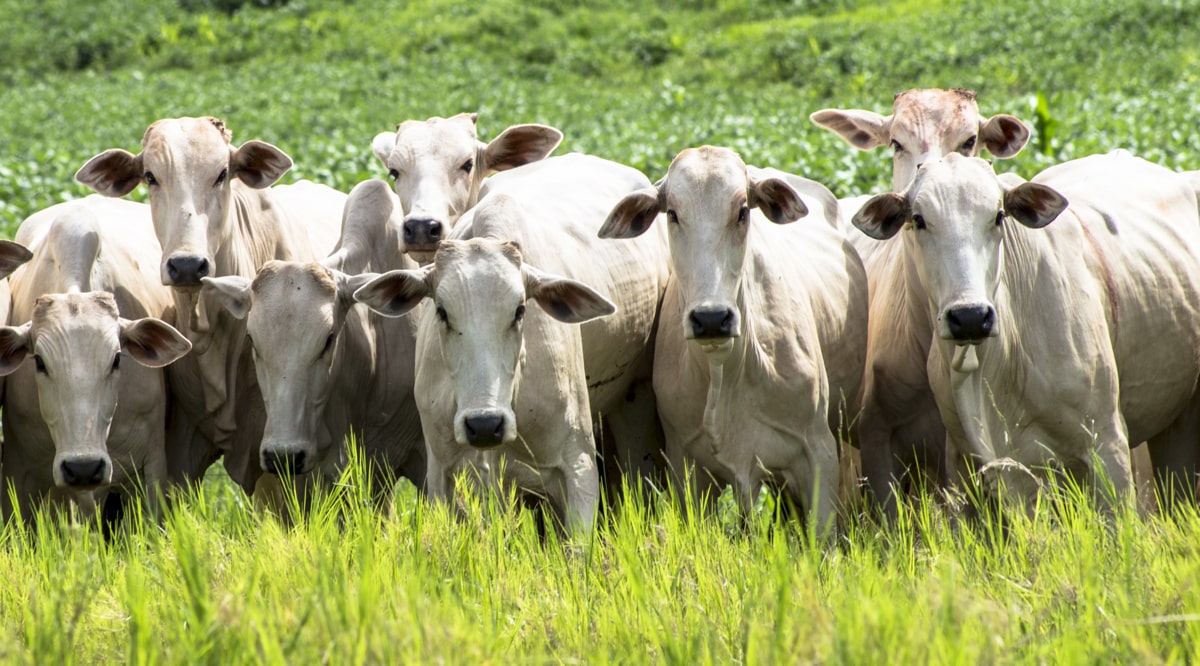 Volumosos e concentrados na alimentação bovina