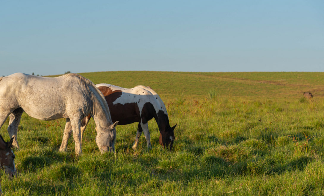 Cavalos soltos em pasto