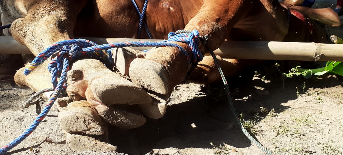 Uso da peia para imobilizar o animal