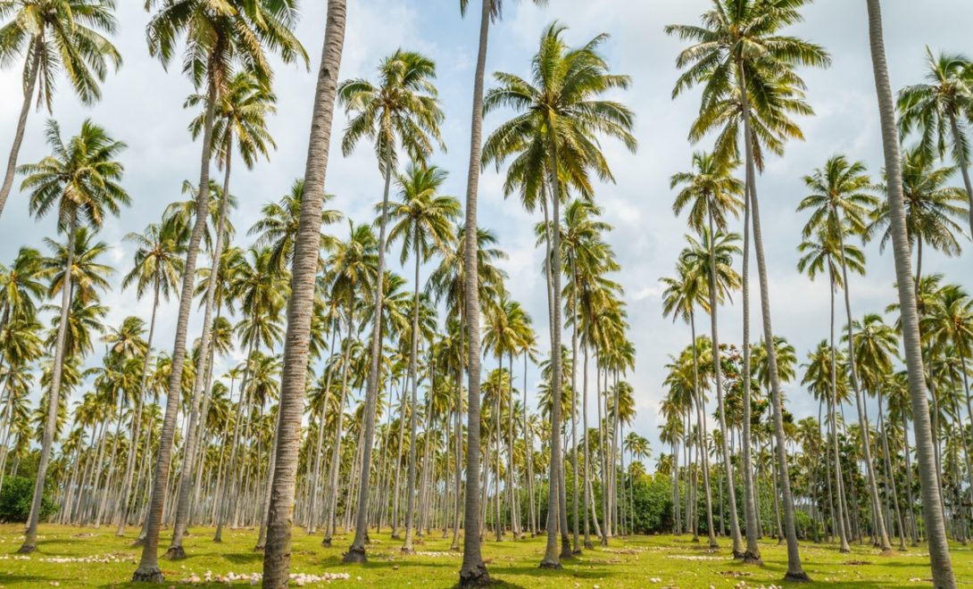 Jardim de coqueiros