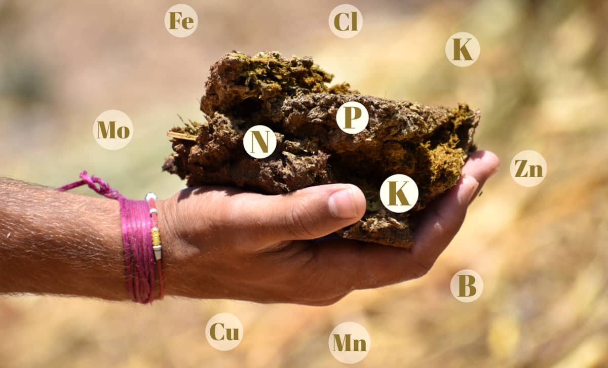 Fertilizantes orgânicos e seus componentes