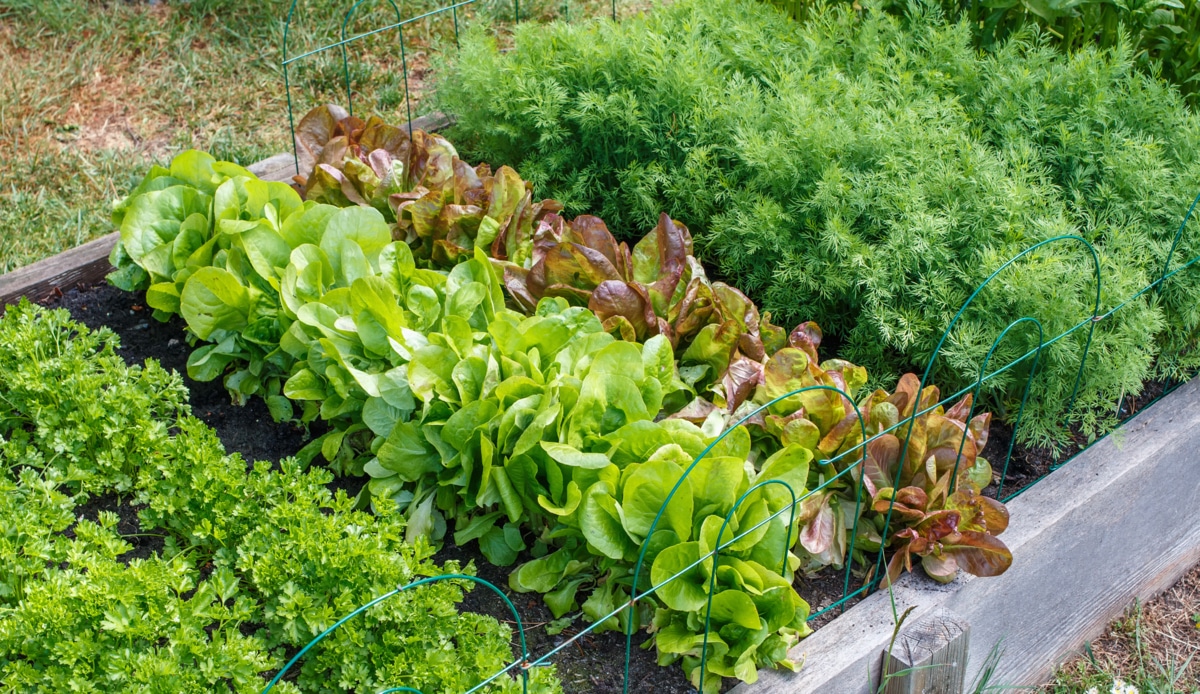 Produção de alimentos numa horta urbana