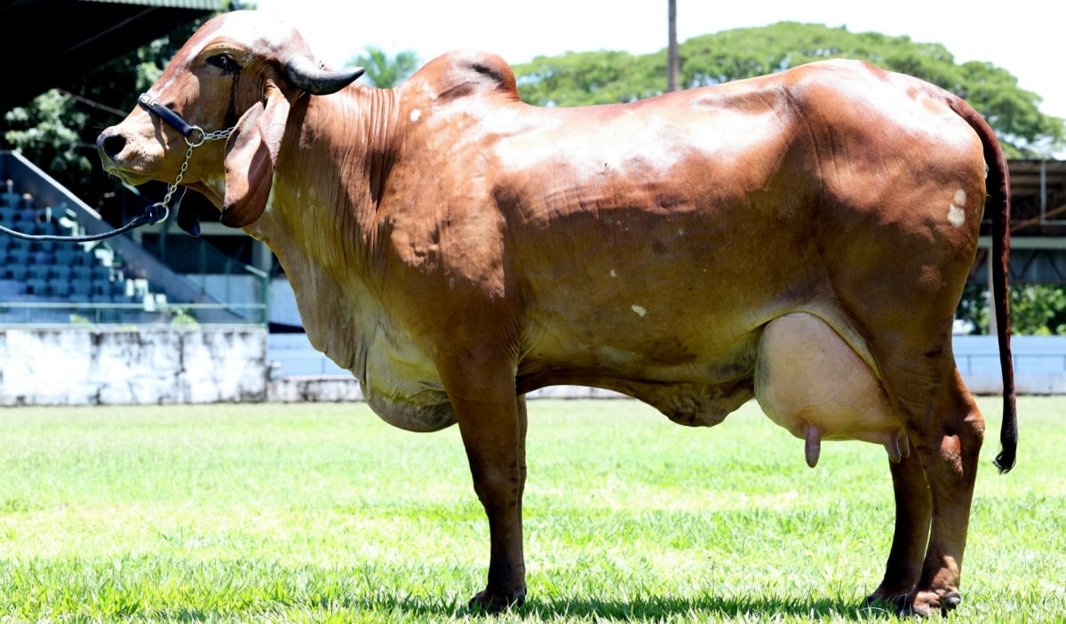 Vacas produção de leite