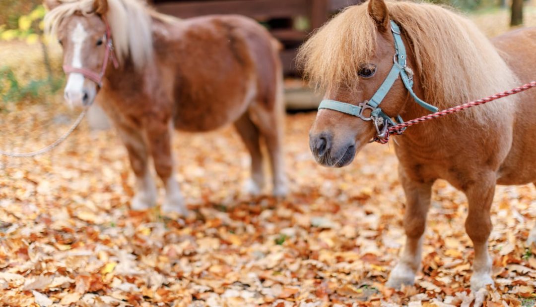 Mini pôneis: como criar esses animais