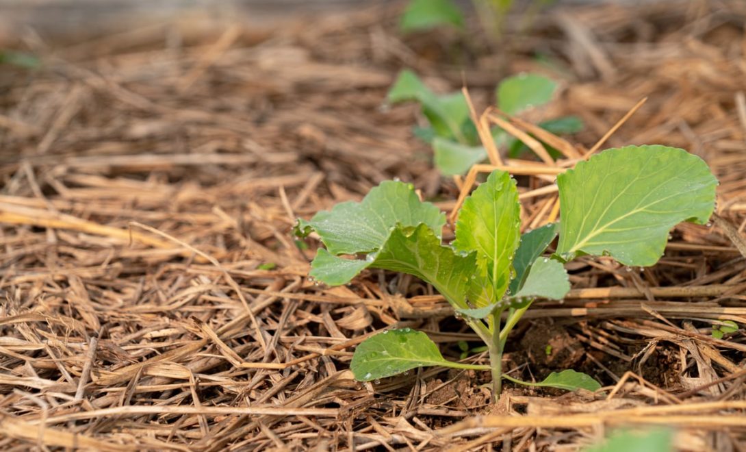 Plantas crescendo no solo com palhada deixada pela adubação verde