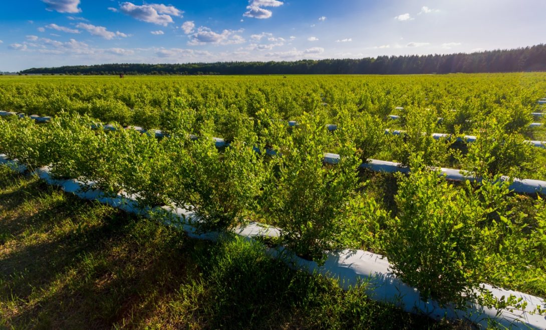 Plantação de mirtilos, com floresta ao fundo e céu azul com nuvens