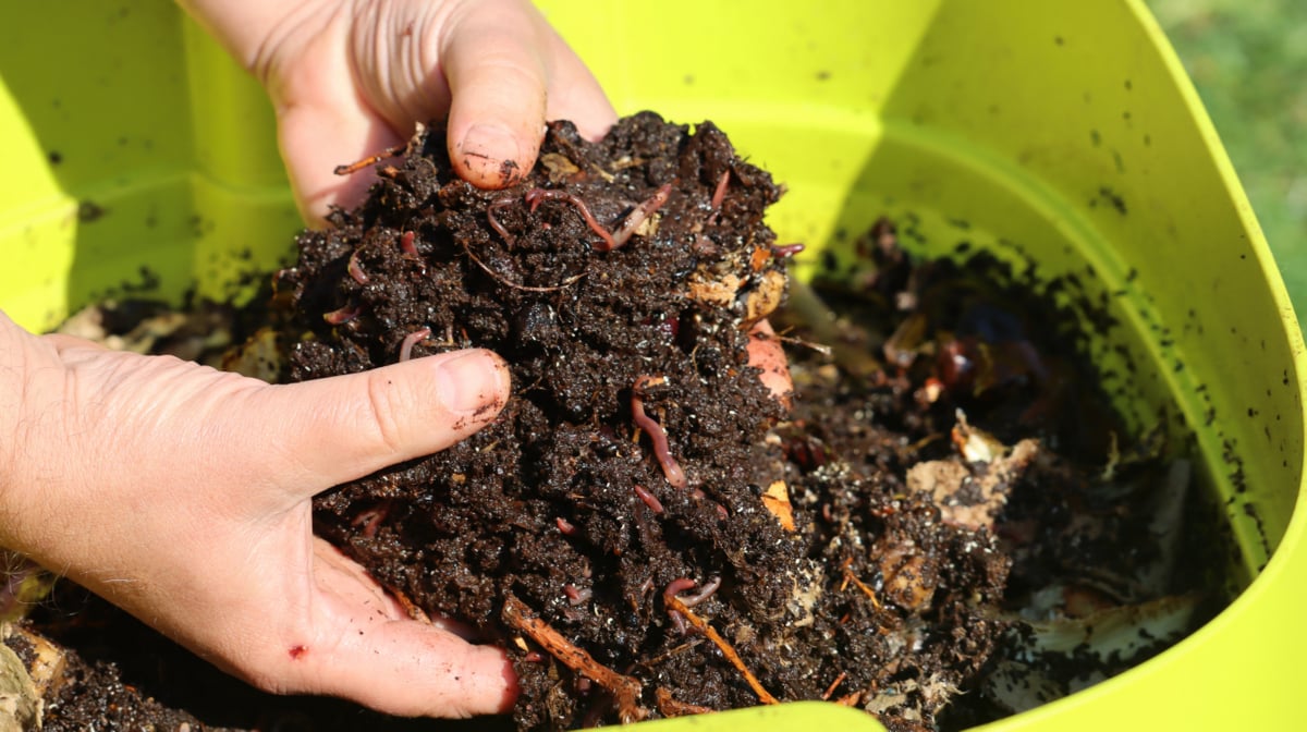 Vermicompostagem no processo de fabricação de húmus