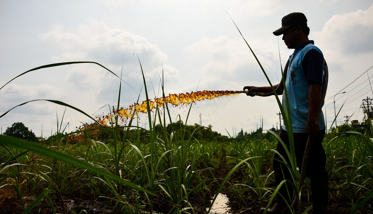 Aplicação de vinhaça em lavoura um dos fertilizantes orgânicos
