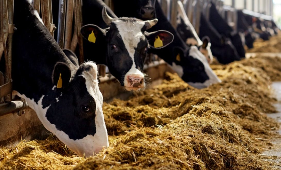 Vacas se alimentando