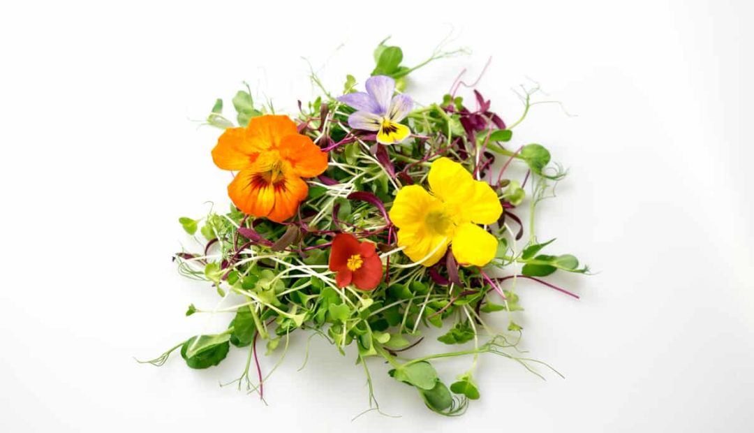 O que são PANCs – Plantas Alimentícias Não Convencionais