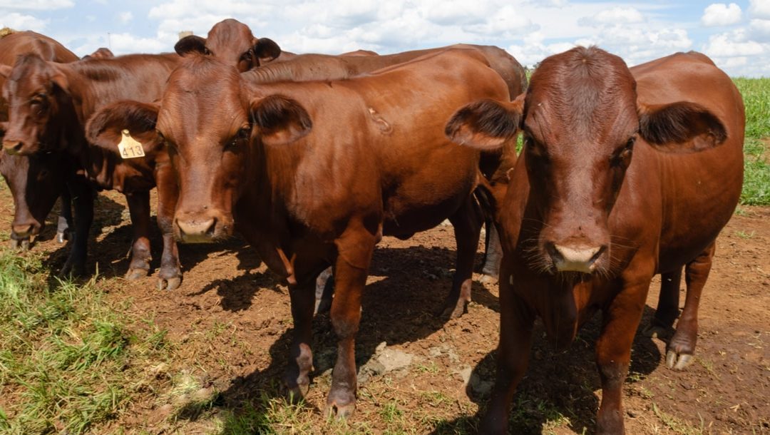Santa Gertrudis: entenda tudo sobre essa raça