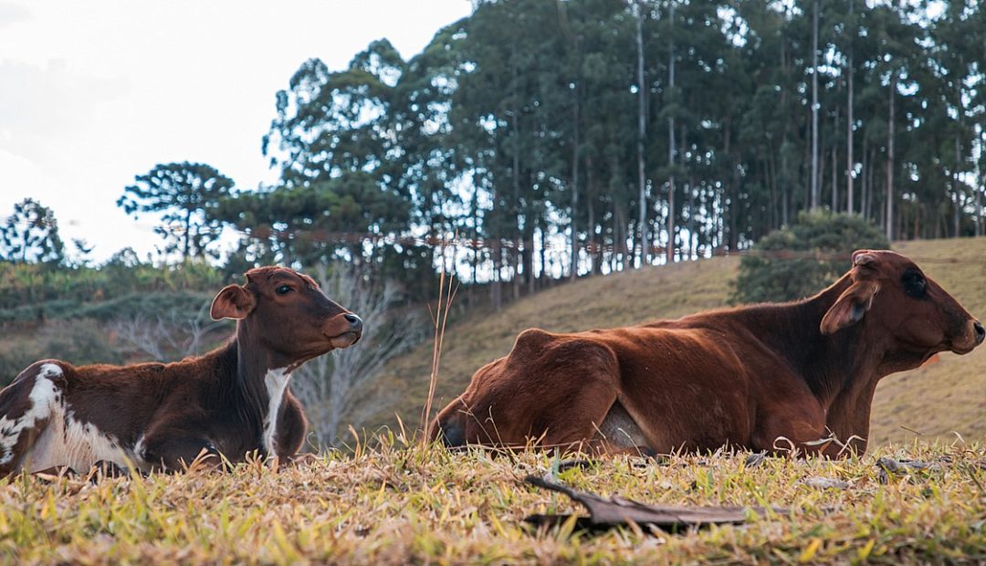 Girolando: o que você precisa saber sobre a raça
