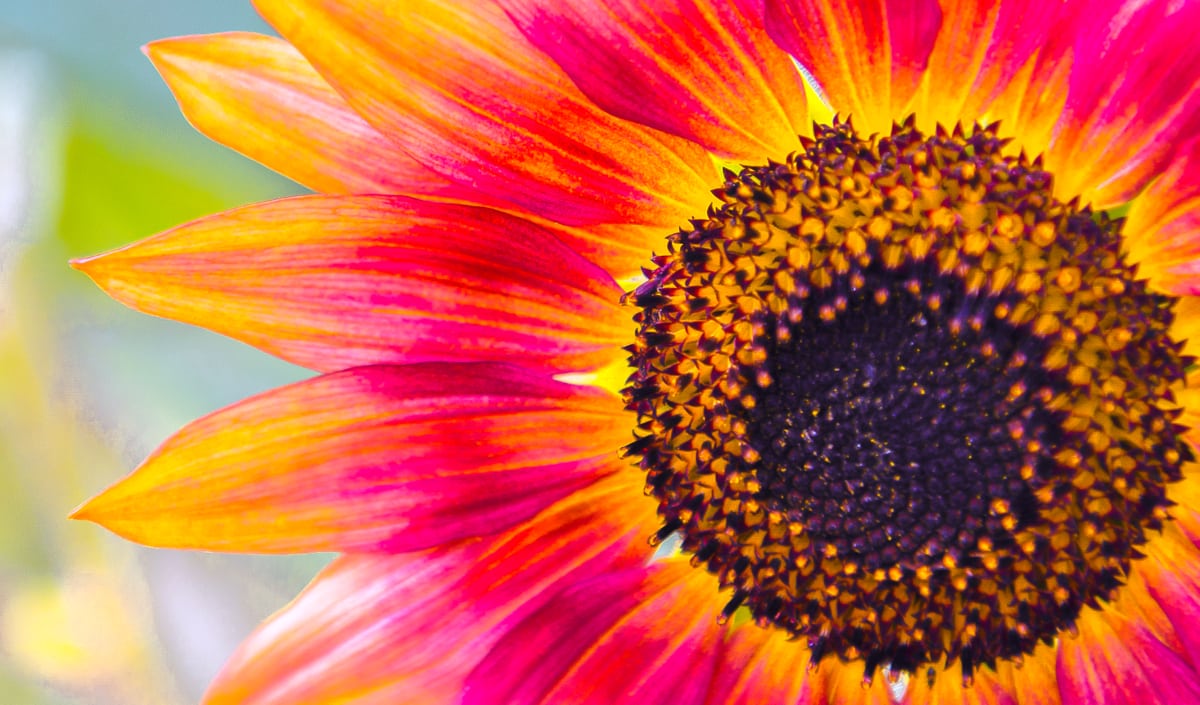 Cores e variedades dessa planta