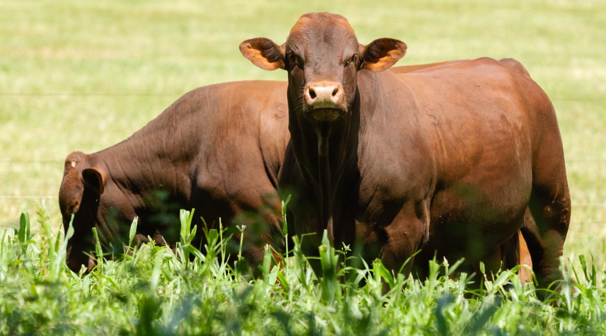 Animais da raça santa gertrudis no pasto