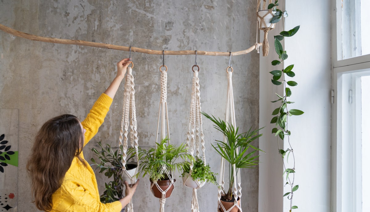 Plantas ornamentais decorando ambiente