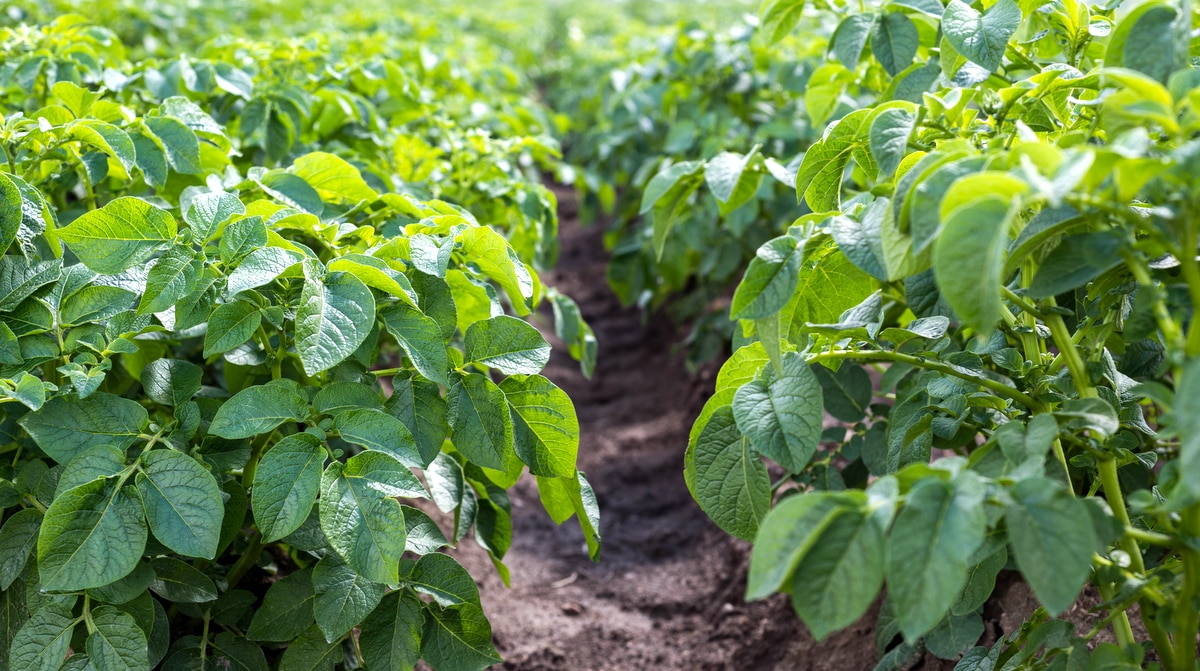 Dos erros de plantio, o quantidade de plantas