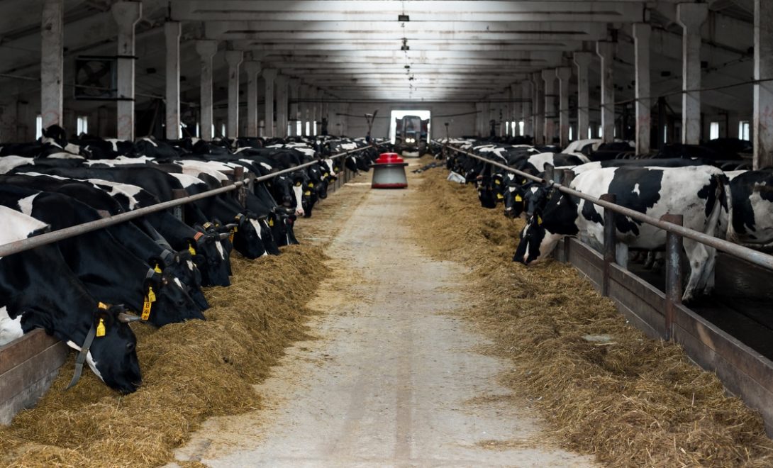 Bovinos se alimentando no curral