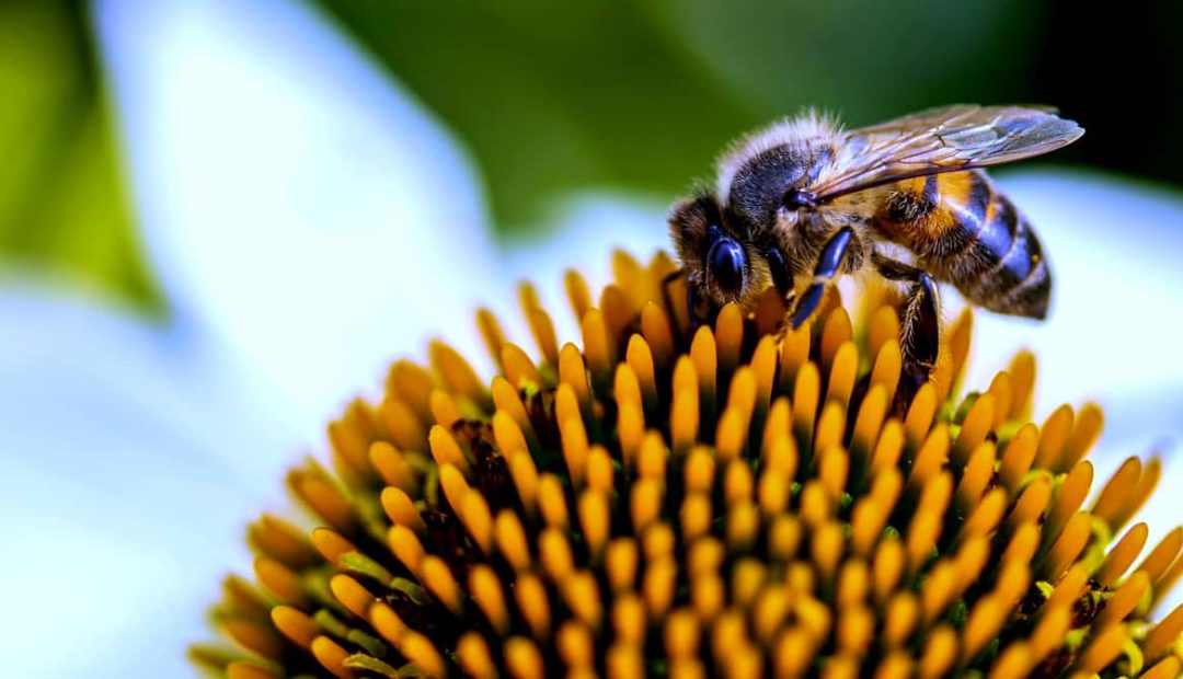 Abelhas: suas características e funções na natureza