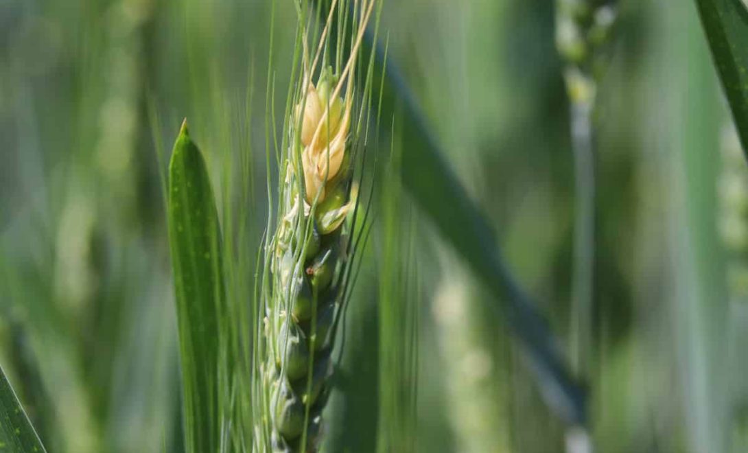 Espiga de trigo contaminada pela doença giberela