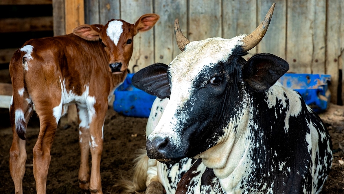 Vaca girolando com bezerro habilidade materna